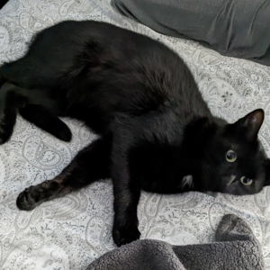 Lost Cat Salem