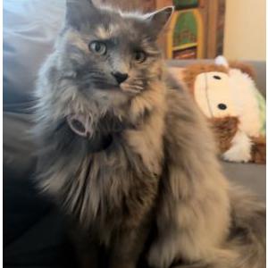 Image of Kitty, Lost Cat