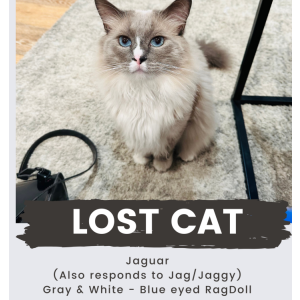 Lost Cat Jaguar