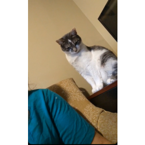 Lost Cat Mister Titty