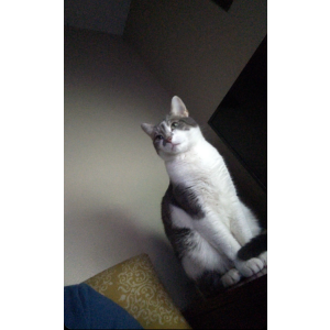2nd Image of Mister Titty, Lost Cat