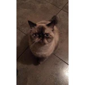 Lost Cat Mishka