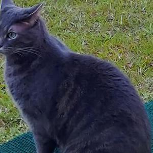 Lost Cat Martin