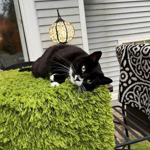 Lost Cat Mittens