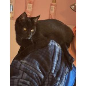 Lost Cat Yuji