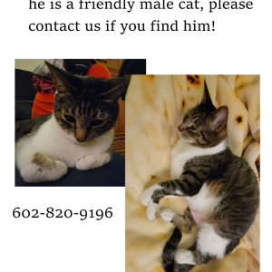 Image of Boots, Lost Cat