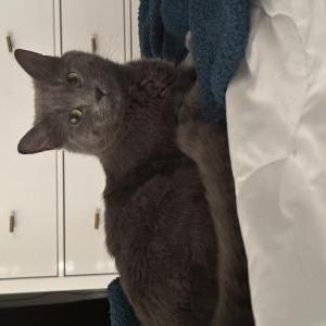 Lost Cat Zuko
