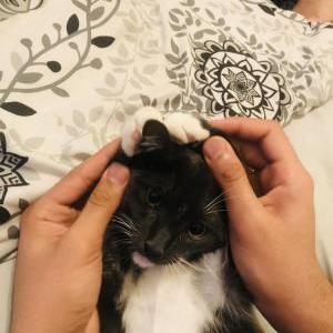 Lost Cat Oreo