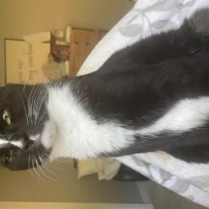 Image of Jeeves, Lost Cat