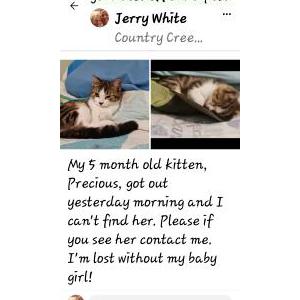Lost Cat Precious