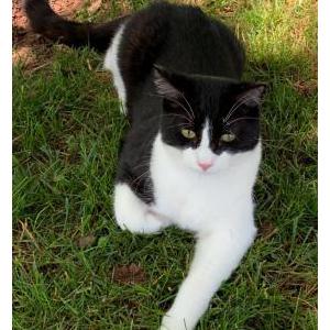 Lost Cat Luca