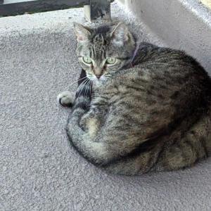 Image of Molly, Found Cat