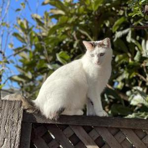 Lost Cat Missy