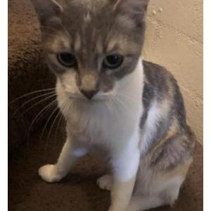 Lost Cat Alicia