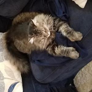 Image of Sammy, Lost Cat