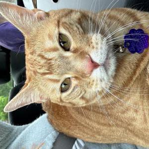Lost Cat Cheeto