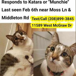 Lost Cat Katara