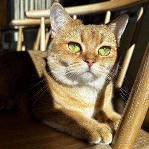 Lost Cat Honey