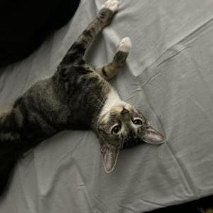 Lost Cat Socks
