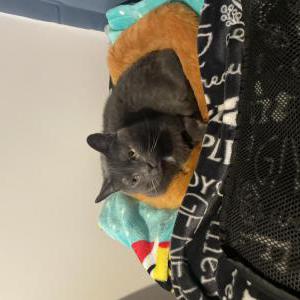Lost Cat Thor