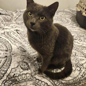Found Cat Unknown