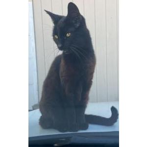 Lost Cat Bagheera