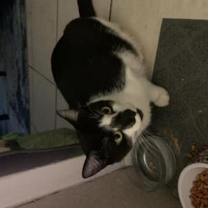 Lost Cat Amen