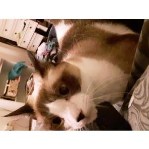 Lost Cat Athena