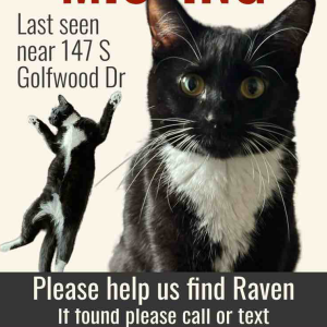 Lost Cat Raven
