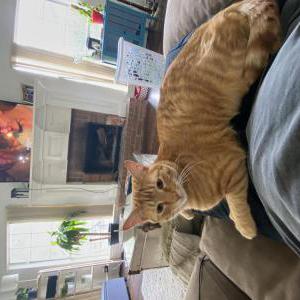 Lost Cat Duke