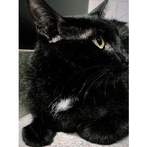 Lost Cat Nova