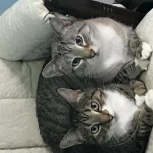Image of Max and Sam, Lost Cat