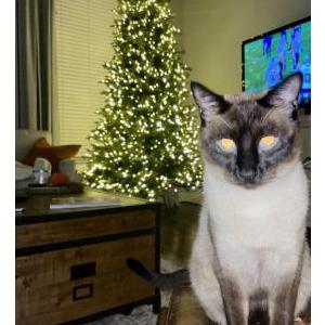Lost Cat Prince