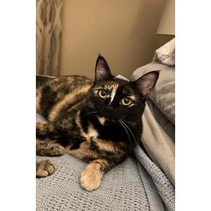 Lost Cat Ivy