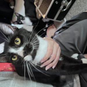 Lost Cat Moochie