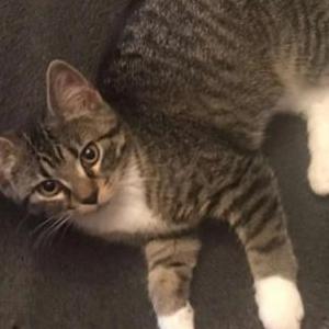 Lost Cat Pip