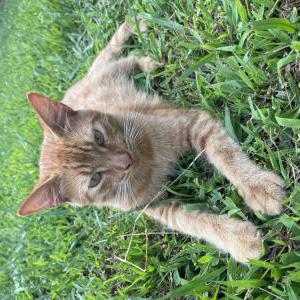 Lost Cat Lucifer