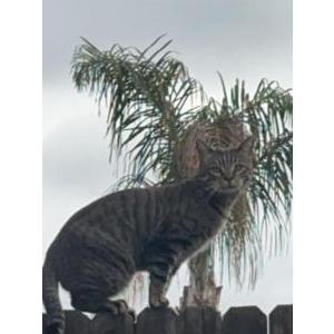 Image of Sid, Lost Cat