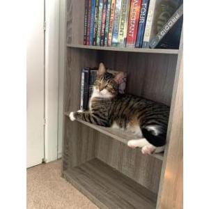 Lost Cat Leroy