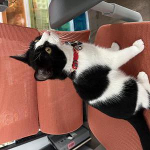 Lost Cat Tanwen or Wynnie