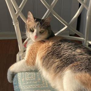 Image of Daisy, Lost Cat