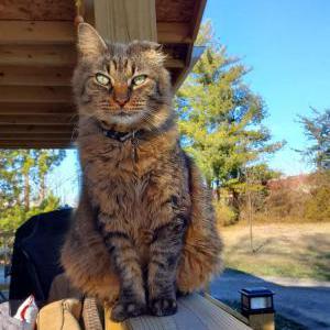 Lost Cat Squeeky