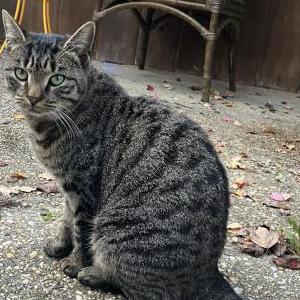 Lost Cat Tinsel