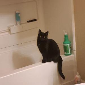 Lost Cat Venus