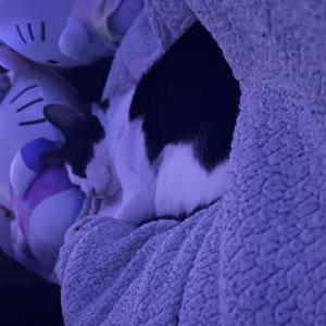 Lost Cat Lupi