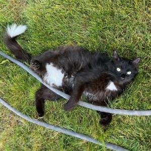 Lost Cat Rocky