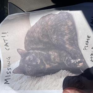 Lost Cat Nasira
