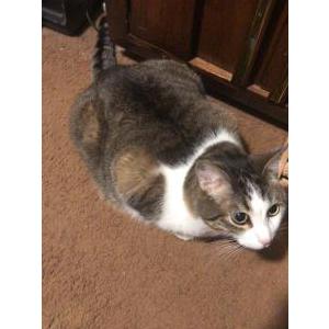 Lost Cat Ollie