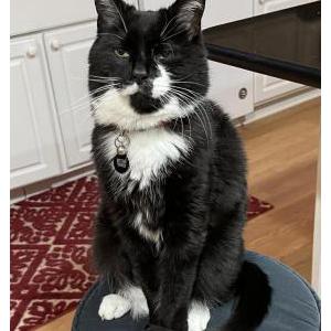 Lost Cat mittens