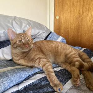 Lost Cat Simba